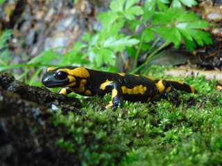 salamander