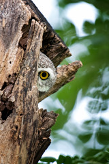 close up Spotted owlet