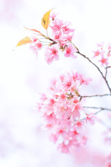 pink sakura flower
