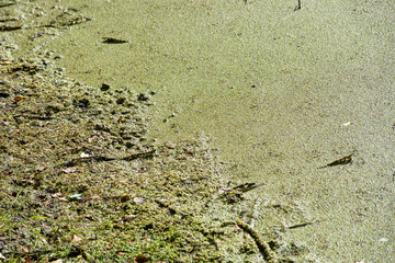 The surface of a green bog with stagnant water