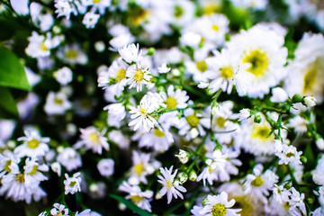 A bouguet of white Daisy flowers
