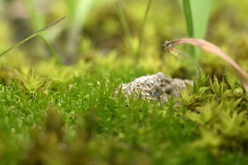 Beautiful wallpaper. Green moss and plants with blurred background. Close-up.
