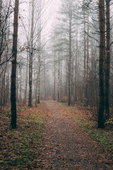Fototapeta premium misty forest a foggy autumn day
