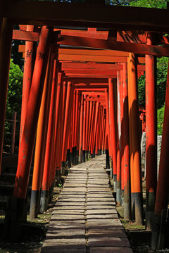 A shrine approach made up of many vibrant scarlet torii gates © Wako