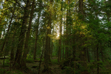 morning in the forest