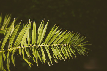 Green palm branch