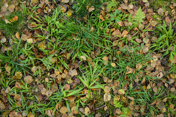 background of green leaves