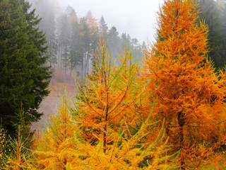 Foliage in autumn - Walk in the mountains