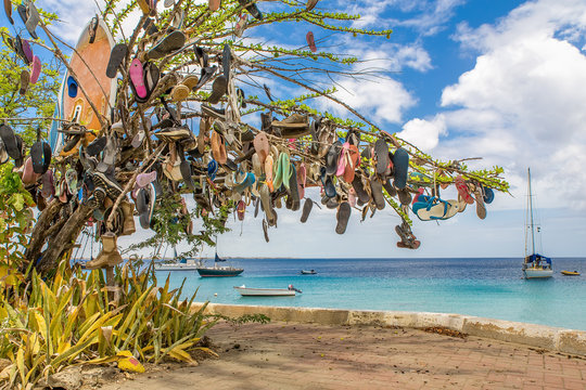Tree decorated with slippers at coast of Bonaire