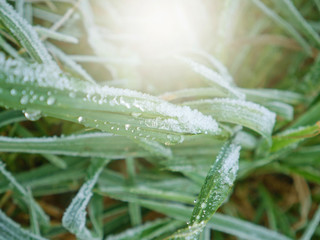 water drops on green leaf 
