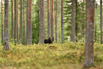 brown bear in a forest scenery at summer