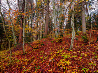 Foliage in autumn - Walk in the mountains