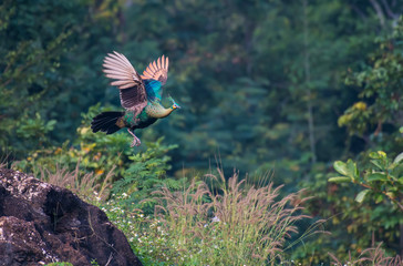 Naklejka premium The female peacock flew out of the rock. To find food in nature.