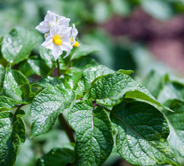 Flower and potato leaves after rain.