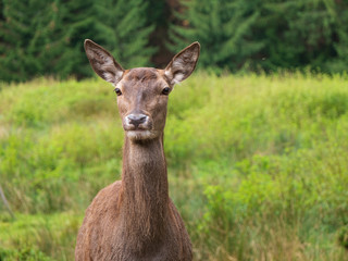 Hirschkuh
