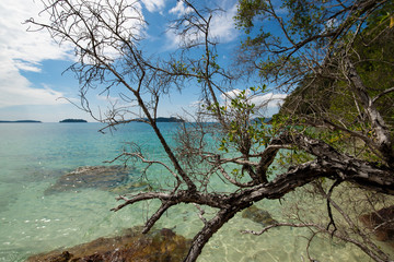 A shrub bending over the water, in the background a beautiful exotic Krabi beach