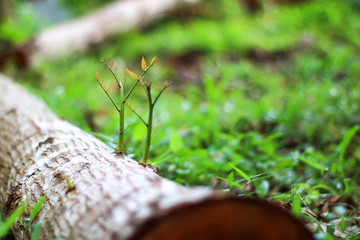 Trees that try to regenerate from  piece of wood