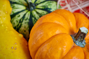 Colorful pumpkins on a red background