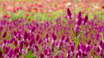 Beautiful purple feather cockscomb flowers blossom in the field. Feather cockscomb flower is know as Celosia, a small genus of edible and ornamental plants.