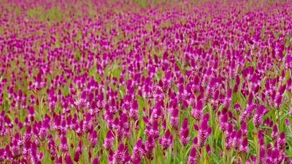 Beautiful purple feather cockscomb flowers blossom in the field. Feather cockscomb flower is know as Celosia, a small genus of edible and ornamental plants.