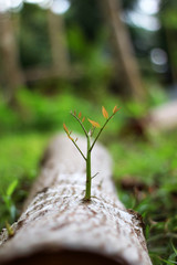 Trees that try to regenerate from  piece of wood