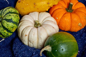Ripe apples and small colorful pumpkins