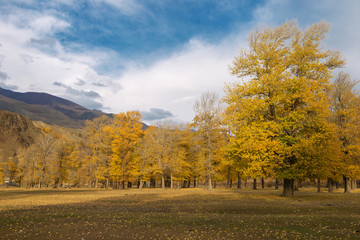 autumn in the park