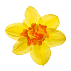 Fototapeta na wymiar Bright yellow-orange daffodil flower isolated on white background.