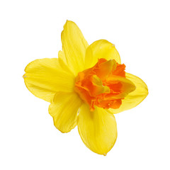 Fototapeta na wymiar Bright yellow-orange daffodil flower isolated on white background.