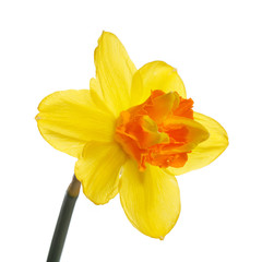 Bright yellow-orange daffodil flower isolated on white background.