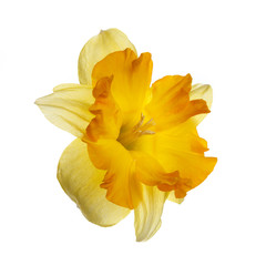 Bright yellow-orange daffodil flower isolated on white background.