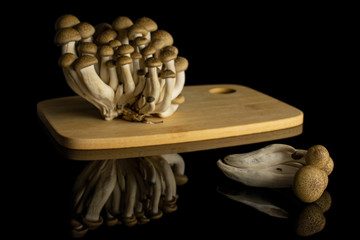 Lot of whole fresh brown buna shimeji mushroom on bamboo cutting board isolated on black glass