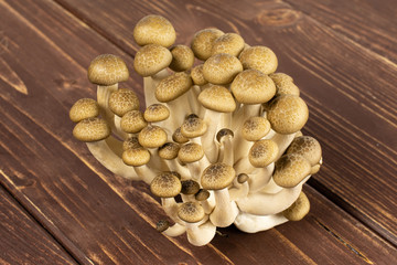 Fototapeta na wymiar Lot of whole fresh brown buna shimeji mushroom on brown wood