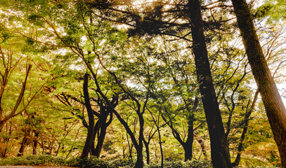 神戸・市立森林植物園　初秋の風景