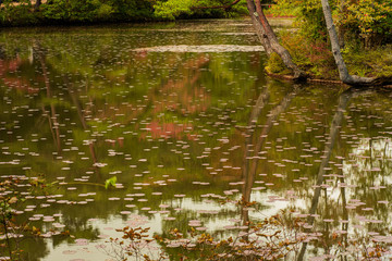 神戸・市立森林植物園　初秋の風景