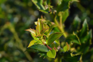 Fototapeta premium green leaves of a Dazzler holly