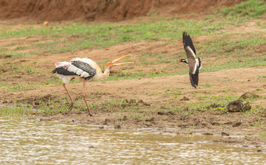 painted stork driving away another flying bird