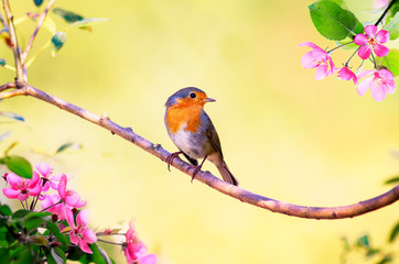 small bright bird Robin sits on an Apple tree branch with pink flowers in Sunny may spring garden