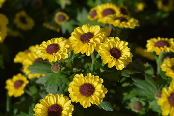 Obraz premium Chrysanthemum yellow flowers