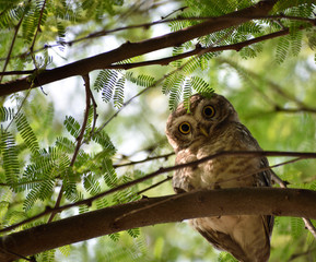 owl on a branch