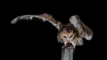 A tawny owl perched on a post at night. It is feeding on prey and has one wing outstretched to hold balance. The background is black with copy space around the subject