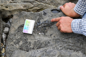 Archaeologists are using tools and equipment to explore fossils found in sedimentary rocks