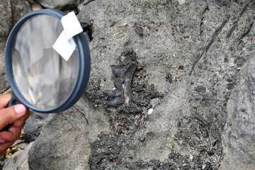Archaeologists are using tools and equipment to explore fossils found in sedimentary rocks
