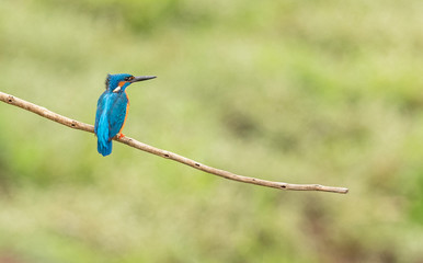 kingfisher on a branch