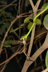 Vine Snake killing Gecko, Ahaetulla nasuta, Matheran, Maharashtra, India