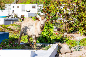 Grenada, eine Ziege auf einem Friedhof der karibischen Insel  auf den Antillen.