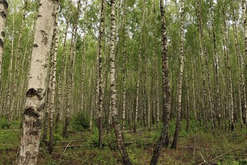 Fototapeta premium Summer day in a birch grove