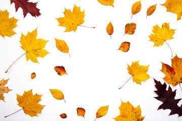 Autumn background. Leaves. Maple leaves on white background. Flat lay, top view. Copy space for seasonal promotions and discounts.