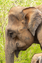 elephant portrait in the bush