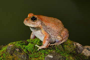 Burrowing Frog, Vasai, Maharashtra, India